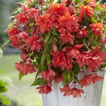 Begonia Pendula Salmon