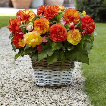 Begonia Sangria Begonia Sangria