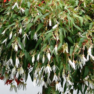 Begonia Summerwings White