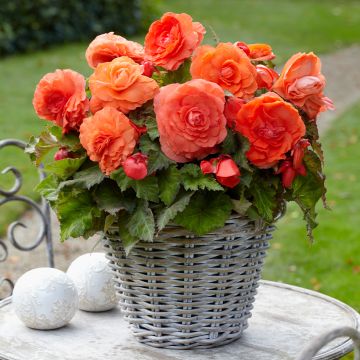 Begonia Superba Salmon Begonia Superba Salmon