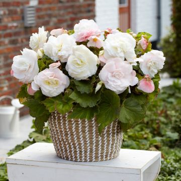 Begonia Superba White Begonia Superba White