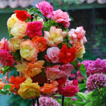 Begonia Pendula Splendide mix tre colori Begonia Pendula Splendide mix tre colori