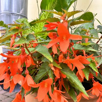Begonia bertinii  Skaugum
