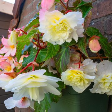 Begonia odorata Angelique