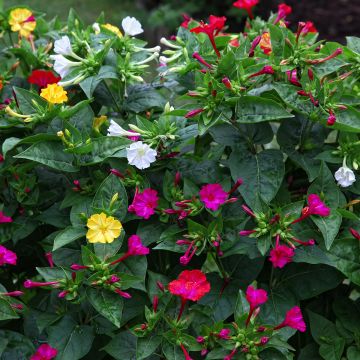 Mirabilis jalapa - Bella di notte