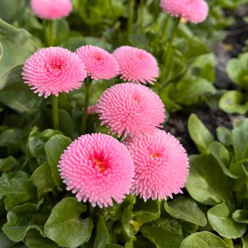 Bellis perennis Bellastar Compact Rose - Pratolina comune Bellis perennis Bellastar Compact Rose - Pratolina comune