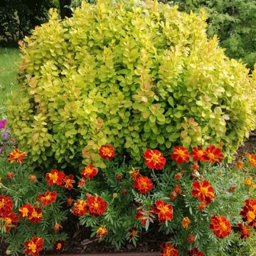 Berberis thunbergii Maria - Crespino giapponese
