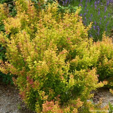 Berberis thunbergii Orange Torch - Crespino giapponese