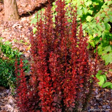 Berberis thunbergii Red Torch - Crespino giapponese