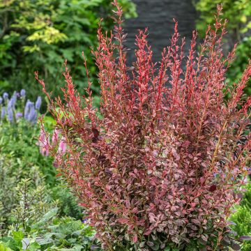 Berberis thunbergii Pink Pillar - Crespino giapponese