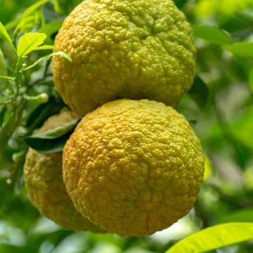 Bergamotto Fantastico - Citrus bergamia