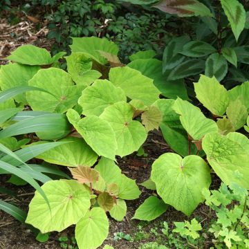 Begonia Torsa