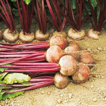 Barbabietola rossa Moneta