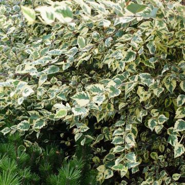 Betula nigra Shiloh Splash - Betulla nera