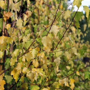 Betula pendula Golden Cloud - Betulla bianca