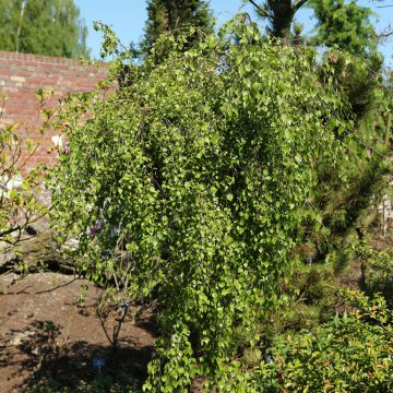 Betula pendula Zöld Szakáll - Betulla bianca