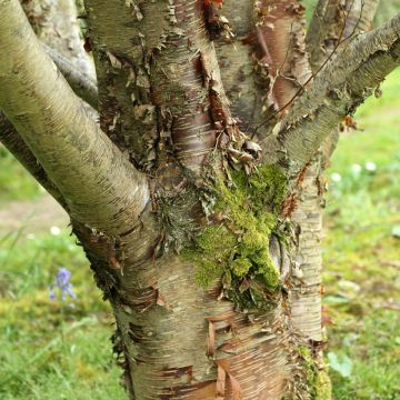 Betula utilis var. prattii - Betulla dell’Himalaya