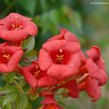Campsis x tagliabuana Ebony & Red - Bignonia Campsis x tagliabuana Ebony & Red - Bignonia