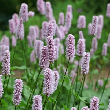 Bistorta officinalis - Bistorta