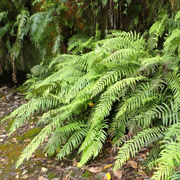 Blechnum novae-zelandiae - Felce foglia di palma