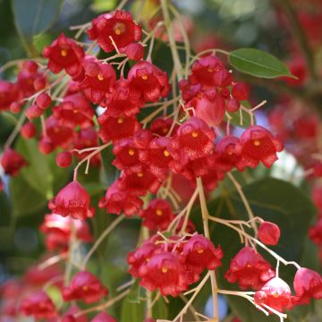Brachychiton acerifolius - Albero fiamma