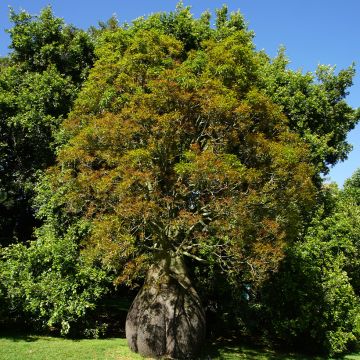 Brachychiton rupestris - Albero della bottiglia