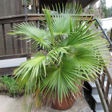 Brahea calcarea
