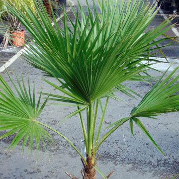 Brahea edulis - Palma della Guadalupa