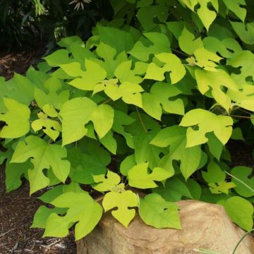 Broussonetia papyrifera Golden Shadow - Gelso da carta