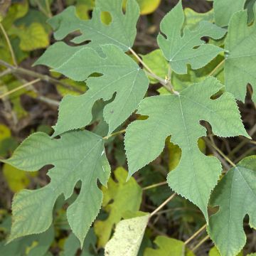 Broussonetia papyrifera - Gelso da carta