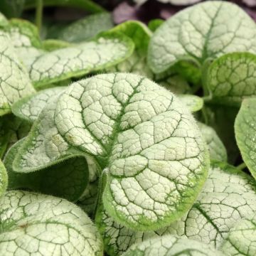 Brunnera macrophylla Silver Heart