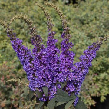 Albero delle farfalle Blue Chip Jr