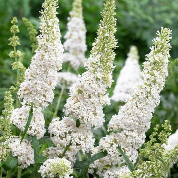 Albero delle farfalle Butterfly Tower White