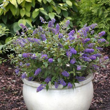 Albero delle farfalle Blue Chip