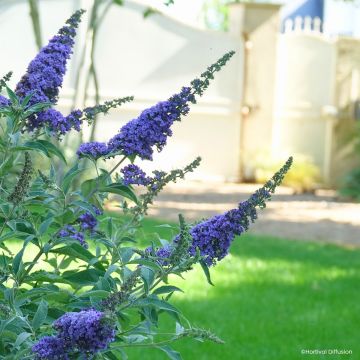 Albero delle farfalle Rêve de Papillon Blue