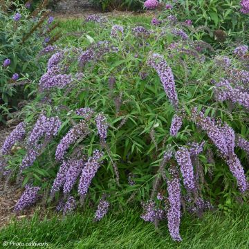 Albero delle farfalle Wisteria Lane