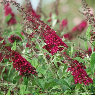 Albero delle farfalle Rêve de Papillon Red