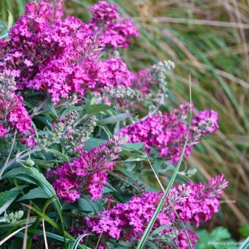 Buddleja davidii Tiny Buddy Hot Pink - Albero delle farfalle