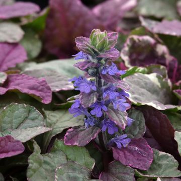 Ajuga reptans Burgundy Glow - Bugola