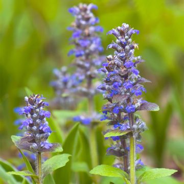 Ajuga reptans Delight - Bugola