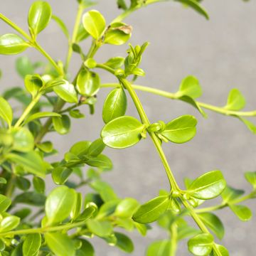 Buxus Betterbuxus Babylon Beauty - Bosso