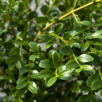 Buxus Betterbuxus Heritage - Bosso