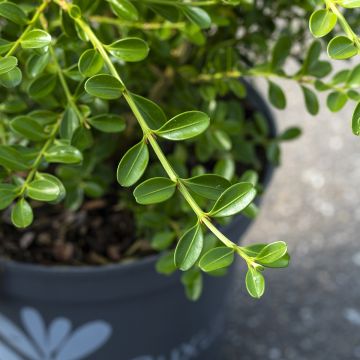 Buxus Betterbuxus Renaissance - Bosso