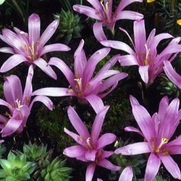Bulbocodium vernum - Colchico di Spagna