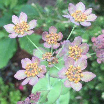 Bupleurum longifolium Bronze Beauty - Bupleuro a foglie lunghe
