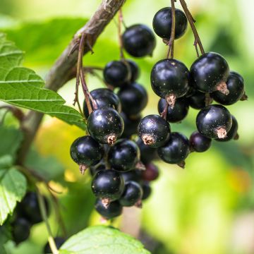 Ribes nero Cassisima Blackbells