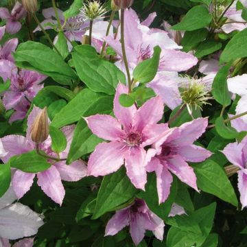 Clematis Hagley hybride - Clematide