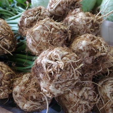 Sedano rapa Roem van Zwijndrecht Bio