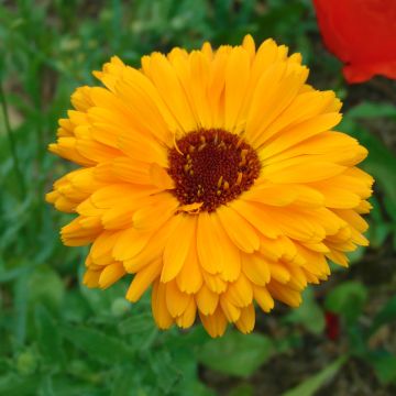 Calendula officinalis Calendula officinalis