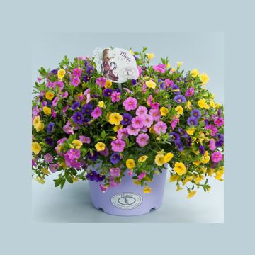 Calibrachoa Noa Mixis Cymbeline - Petunia nana